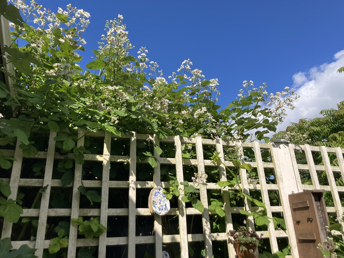 Claire_Carvell's tweet photo. Every year we allow the bramble from next door to wind through our patio trellis. This year it’s reached up & is covered in flowers & bees, had to stand on a chair for this #FITcount! The flies are happy with the oxeye daisies too, though a little quiet today #LetItBloomJune https://t.co/bL8fgIxfSB