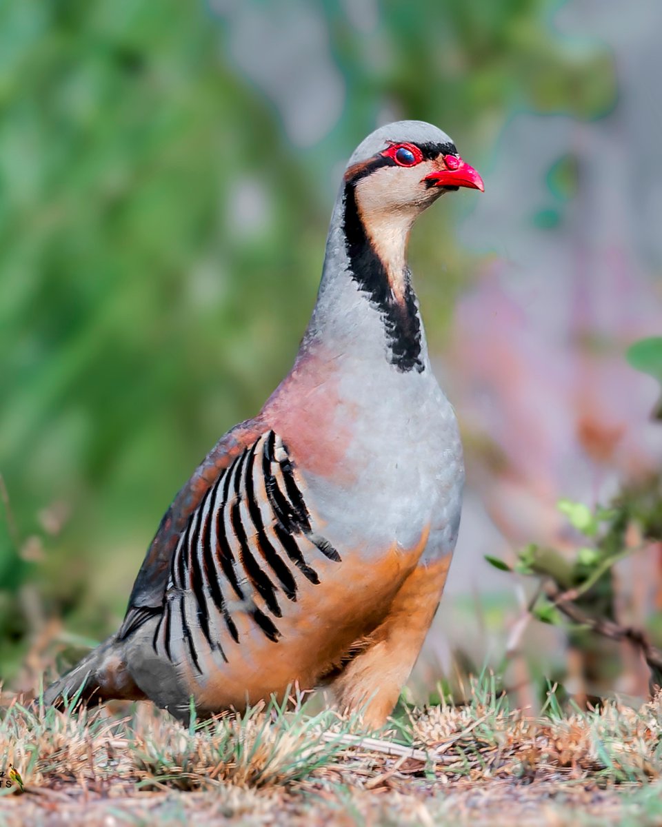 sampro3008's tweet photo. "Patience is bitter, but its fruit is sweet."
#BirdTwitter #BirdsOfTwitter #birds #birdphotography #birdwatching #birding #wildlifephotography #nature #BBCWildlifePOTD #IndiAves #ThePhotoHour #birdcpp #BirdsSeenin2024 #lifer #chukarpartridge #partridges #uttarakhand https://t.co/GuGTtTFBnD