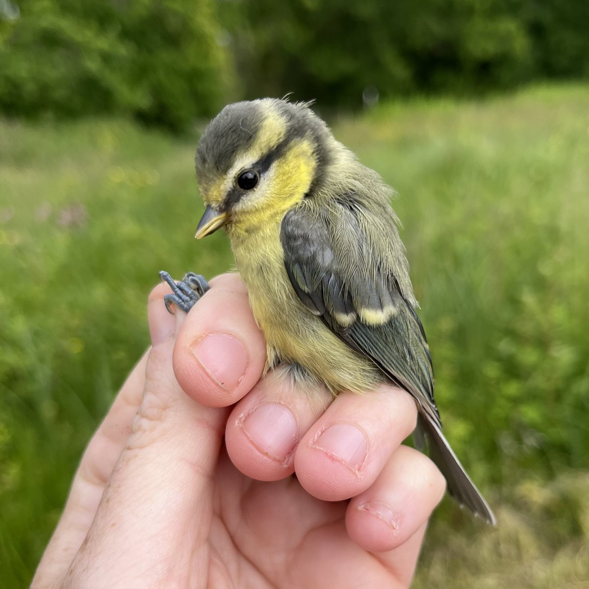 Mannington Hall and Estate tweet media