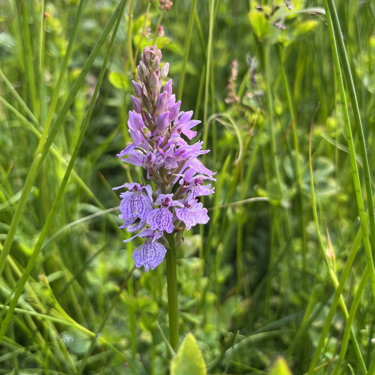 Mannington Hall and Estate tweet media