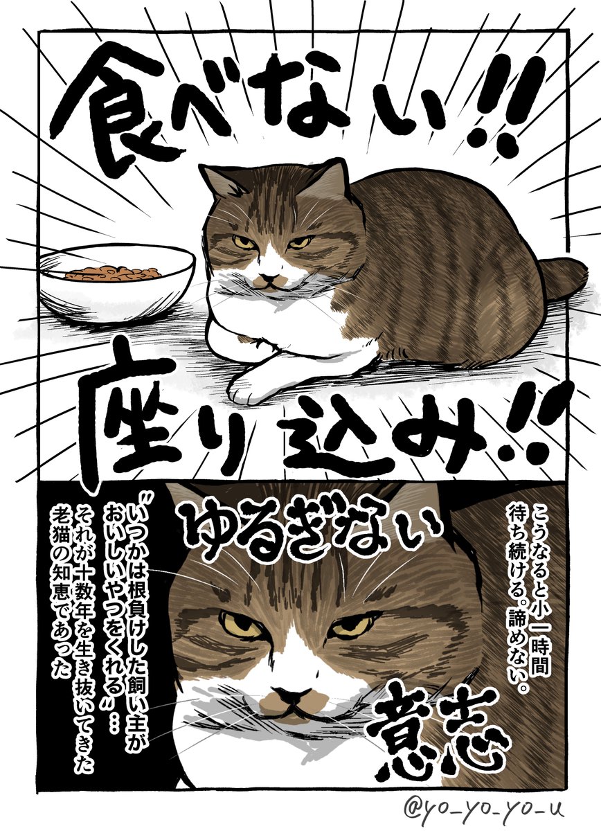 グルメな老猫 