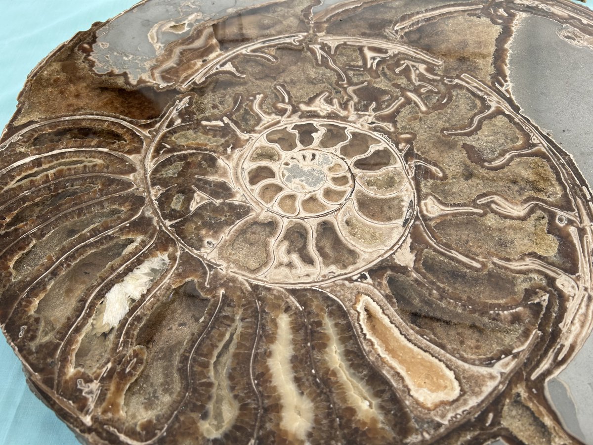 DarrellWakelam's tweet image. For the first time in 19 years I wasn&apos;t working at the Lyme Regis #FossilFestival this weekend, so I actually got to look around it for once! 😂🤩 
Amazing displays and exhibits, lots of science and art . . . and I had to buy a print from fabulous illustrator @EmilyHiggsArt 😮