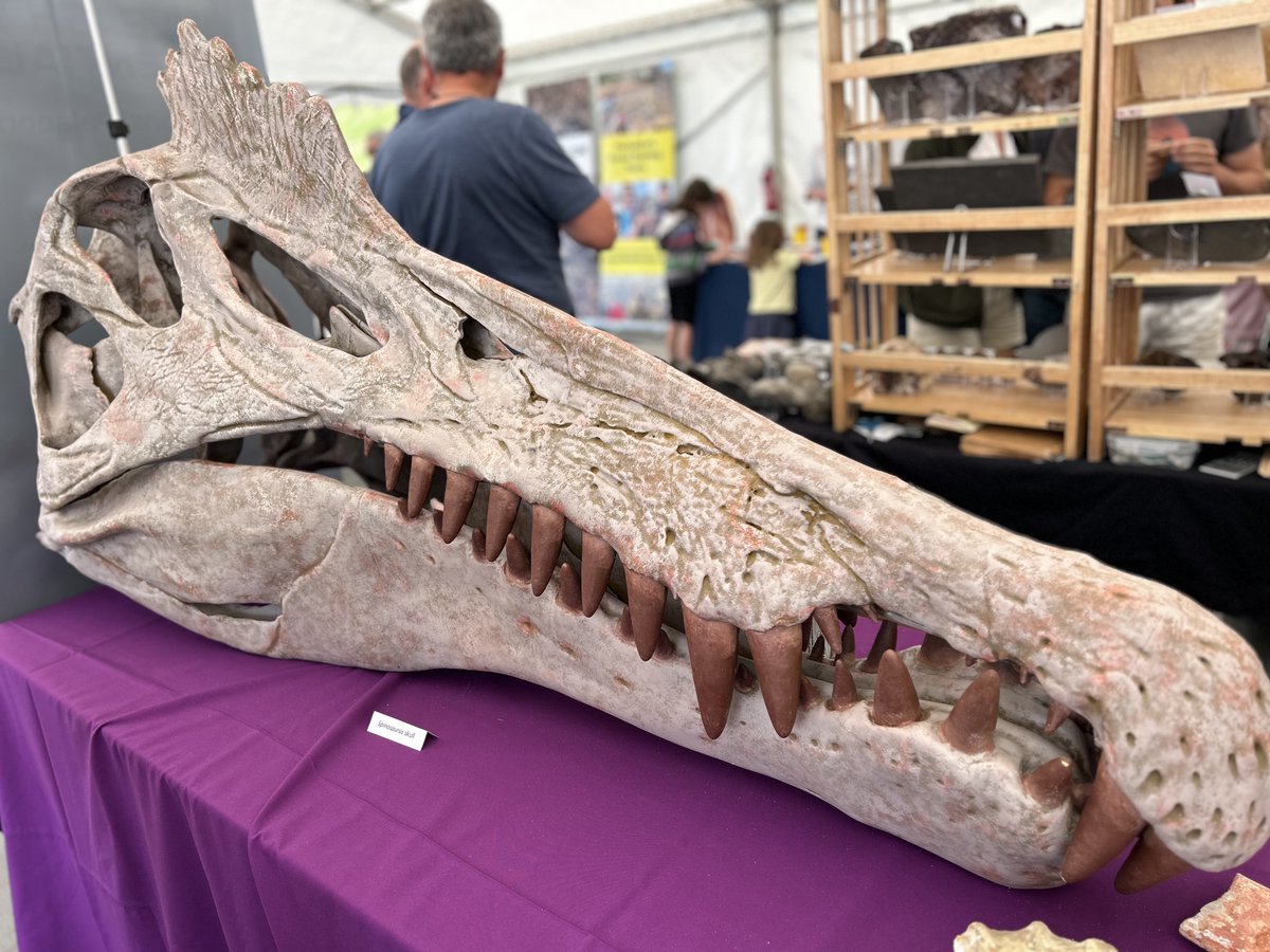 DarrellWakelam's tweet image. For the first time in 19 years I wasn&apos;t working at the Lyme Regis #FossilFestival this weekend, so I actually got to look around it for once! 😂🤩 
Amazing displays and exhibits, lots of science and art . . . and I had to buy a print from fabulous illustrator @EmilyHiggsArt 😮