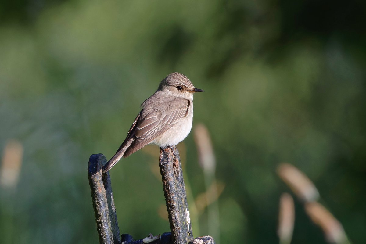 partbirdpartman's tweet photo. A few wild things from the Shapwick Heath area.
#dragonflies
#emperor
#fourspottedchaser
 #rspb 
@Natures_Voice 
#gullbilledtern 
#spottedflycatcher 
#shapwickheath 
#avalon 
#avalonmarshes 
#somersett 
#somersettlevels https://t.co/gYl3hz21yt