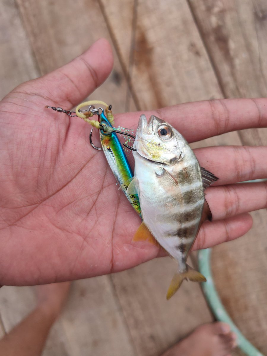 kelamkalam's tweet photo. Kuliah pertanian. Pengalaman kerja leasing, software engineering, proyek bangunan. Hobi mancing. Mau serandom apalagi ini 🤔 https://t.co/aooGvWIISr