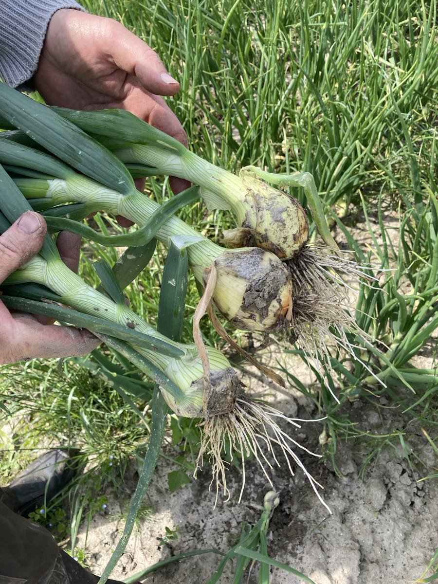 Winterplantuien #bio nog geen meeldauw te vinden