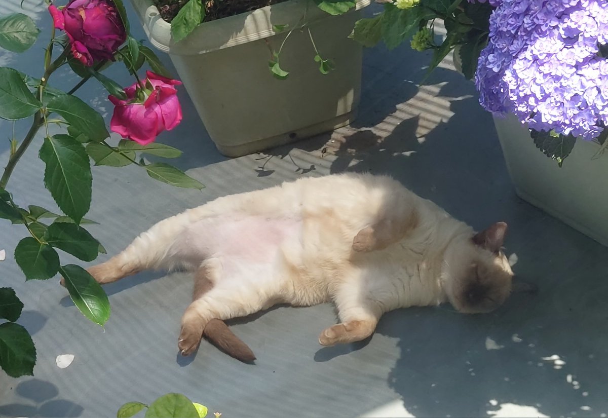 kuesuke_jp's tweet photo. The cat at my parents' house.
Bites when touched. https://t.co/KJnRo8pKXf