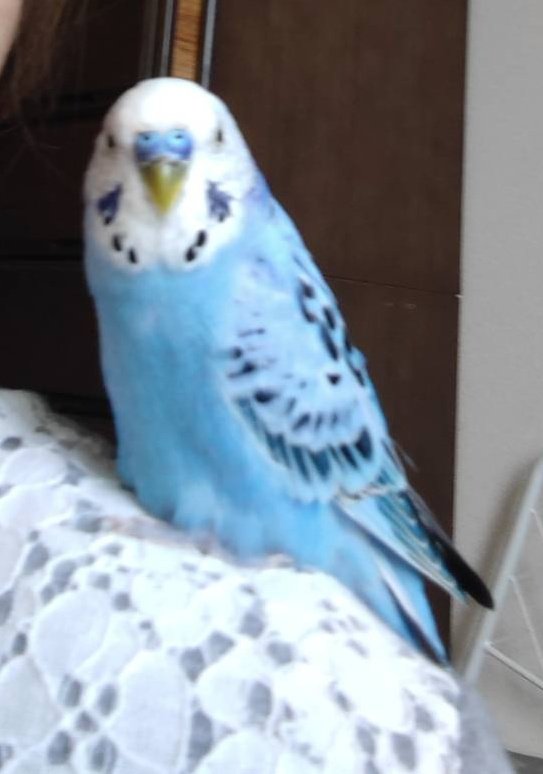 happyohno810's tweet photo. 宮城県で迷子のインコ保護してます
飼い主みつかれー
#迷い鳥 https://t.co/jtzHQOMGDC