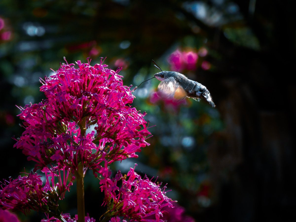 Hanabibiche's tweet photo. Moro-Sphinx (papillon colibri). 🦋

#morosphinx #papilloncolibri #papillon #colibri #photography #butterfly #nature #lumix https://t.co/ltdKRjVkSD