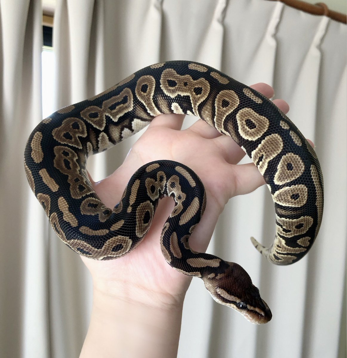 j4n0_me's tweet photo. うちのかわいいかわいいHRAちゃんを見て心を落ち着かせてる……見てこのお腹のフチ……シャイなところもたまらんよ…
飼い主は君の遺伝子のスーパー���を山ほど愛でたいので、どうかどうか健康に立派に育って良い子どもたちを産んでおくれ……
#ボールパイソン
#Ballpython
#CoreyWoods https://t.co/AYc6suNU0r
