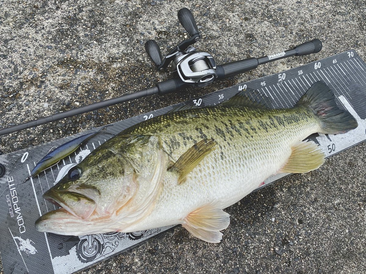 hrt_fishing's tweet photo. 🎣
サカマタ6のノーシンカーで
優しくジャークからのステイでスーーー
・
59の3200🔥
・
#bass #bassfishing #バス #バス釣り #バスフィッシング #베스 #블랙배스 #lakebiwa #琵琶湖 #studiocomposite #スタジオコンポジット #individual_development #paradoxparker #deps #デプス #サカマタシャッド https://t.co/1ejOfDIZVi