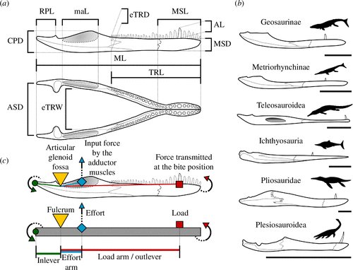 New from #RSOS: Comparative functional morphology indicates niche partitioning among sympatric marine #reptiles. Read more: ow.ly/SGCX50ROzzu @davfof <a href="/SteveBrusatte/">Steve Brusatte</a>