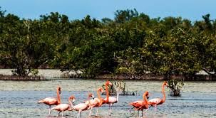 citmacuba's tweet photo. Para escalar la protección al medio ambiente y los recursos naturales, #Cuba tiene el reto de implementar Ley 150 del Sistema de Recursos Naturales y Medio Ambiente, en vigor desde marzo, que actualiza sus compromisos internacionales ambientales en la normativa jurídica nacional https://t.co/bJwYaxqsby