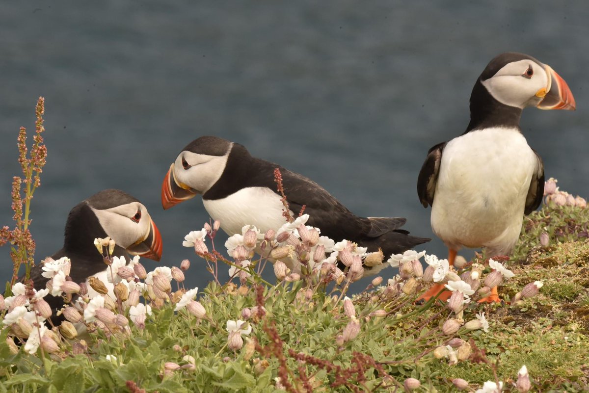 MatthewCPhotos's tweet photo. Skomer Island #Skomer #SkomerIsland #Puffins #Pembrokeshire https://t.co/VDNJqIA5RQ