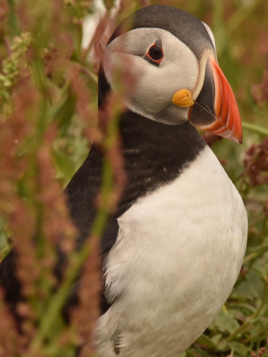 MatthewCPhotos's tweet photo. Skomer Island #Skomer #SkomerIsland #Puffins #Pembrokeshire https://t.co/VDNJqIA5RQ