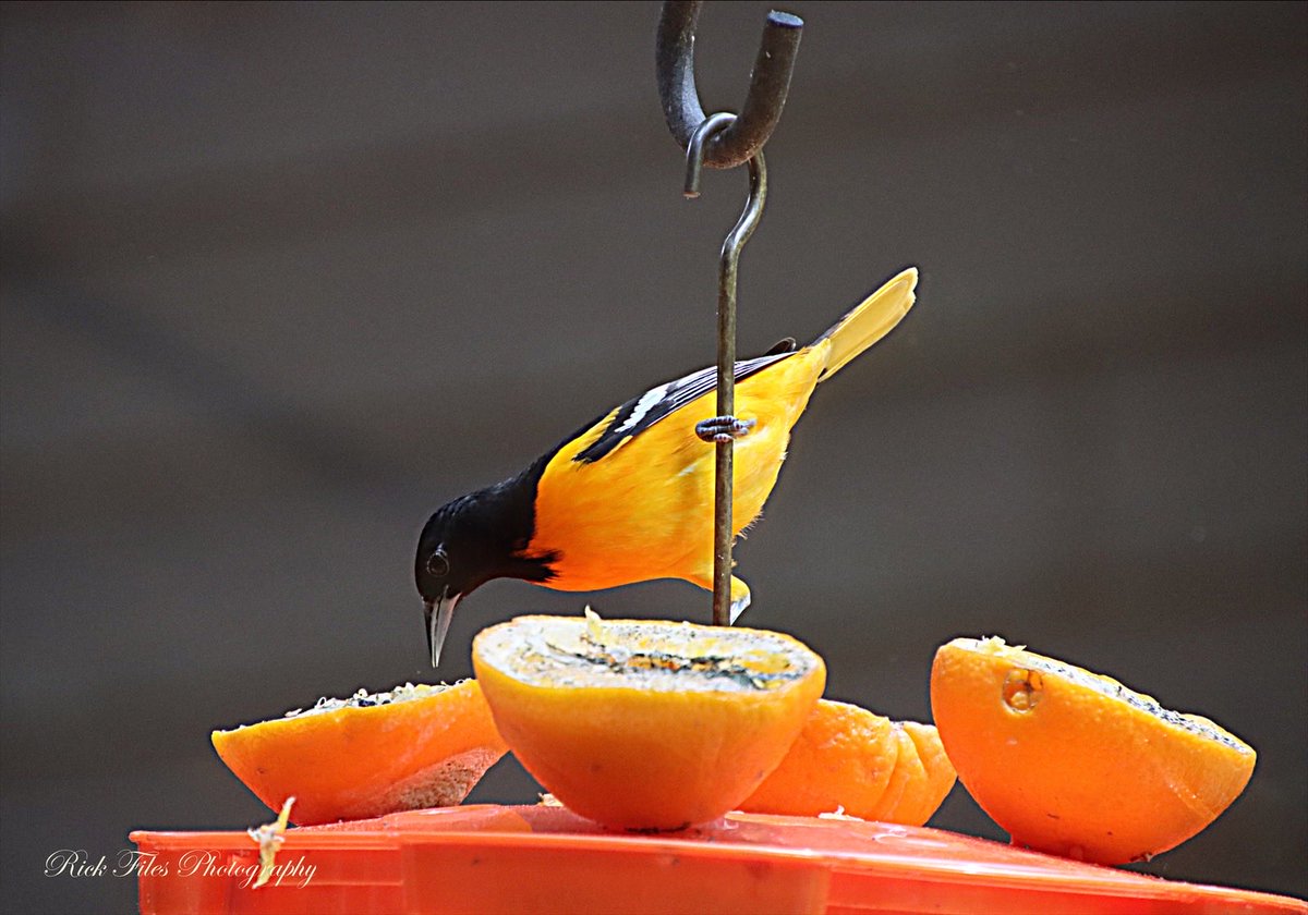 files66's tweet photo. Baltimore Oriole eating oranges.🍊 #Birds #Birding #Wildlife #Nature #TwitterNatureCommunity #BirdPhotography #Photography #SundayYellow https://t.co/UhLaviIXFT