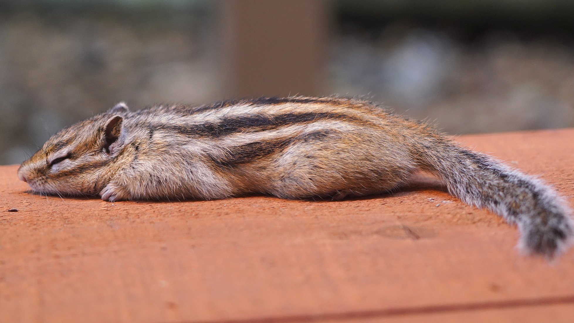 【プロフ必読】Zoologist チップムンク シマリス Zoologist Chipmunk 香水 シマリス チップマンク