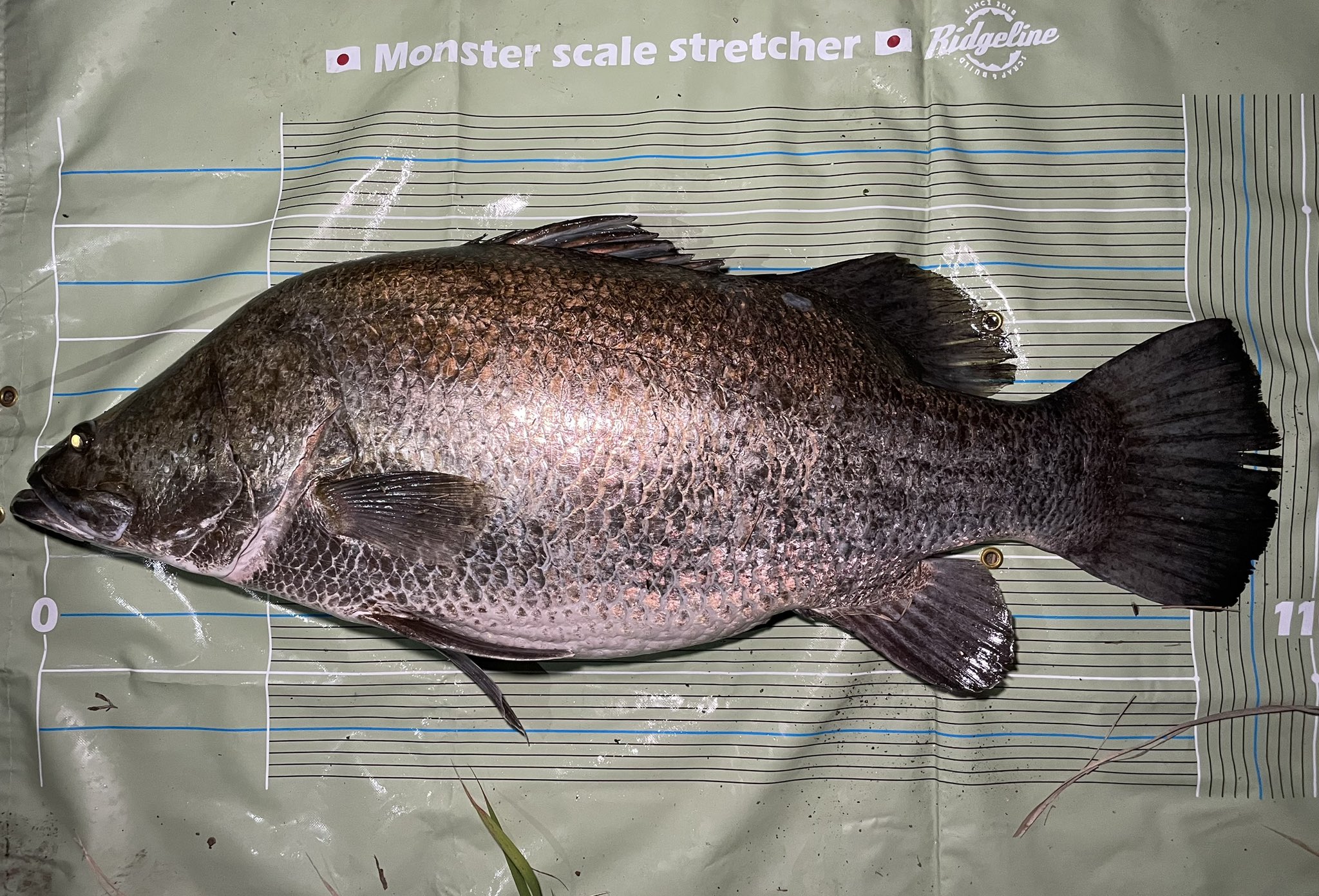 リッジライン キョロキョログランデ リッジライン キョロキョログランデ RIDGELINE ONLINE SHOP