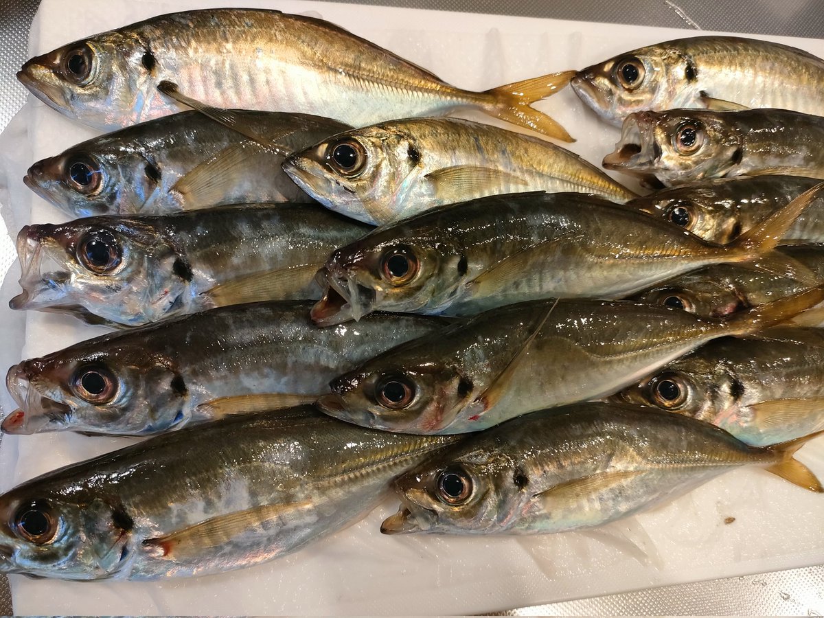70iKM6mdPyFToha's tweet photo. 内房アジング🎣
ツ〜抜〜け〜😎
だいたい20cm
ポツポツ14匹🐟
ワームチェンジしないと
続かない感じでした🫡
自分の実績は34が7割
34様々です✨ https://t.co/1wWzQAVaKV
