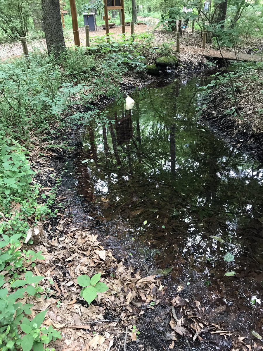 YBaaAaaAaaAaaN's tweet photo. クレディセゾンが運営している自然公園、モリアオガエルの卵塊がたくさん見られたりで素敵だった https://t.co/E9JqYUaZ8C