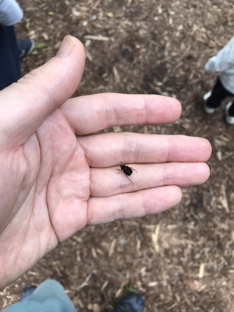 YBaaAaaAaaAaaN's tweet photo. クレディセゾンが運営している自然公園、モリアオガエルの卵塊がたくさん見られたりで素敵だった https://t.co/E9JqYUaZ8C