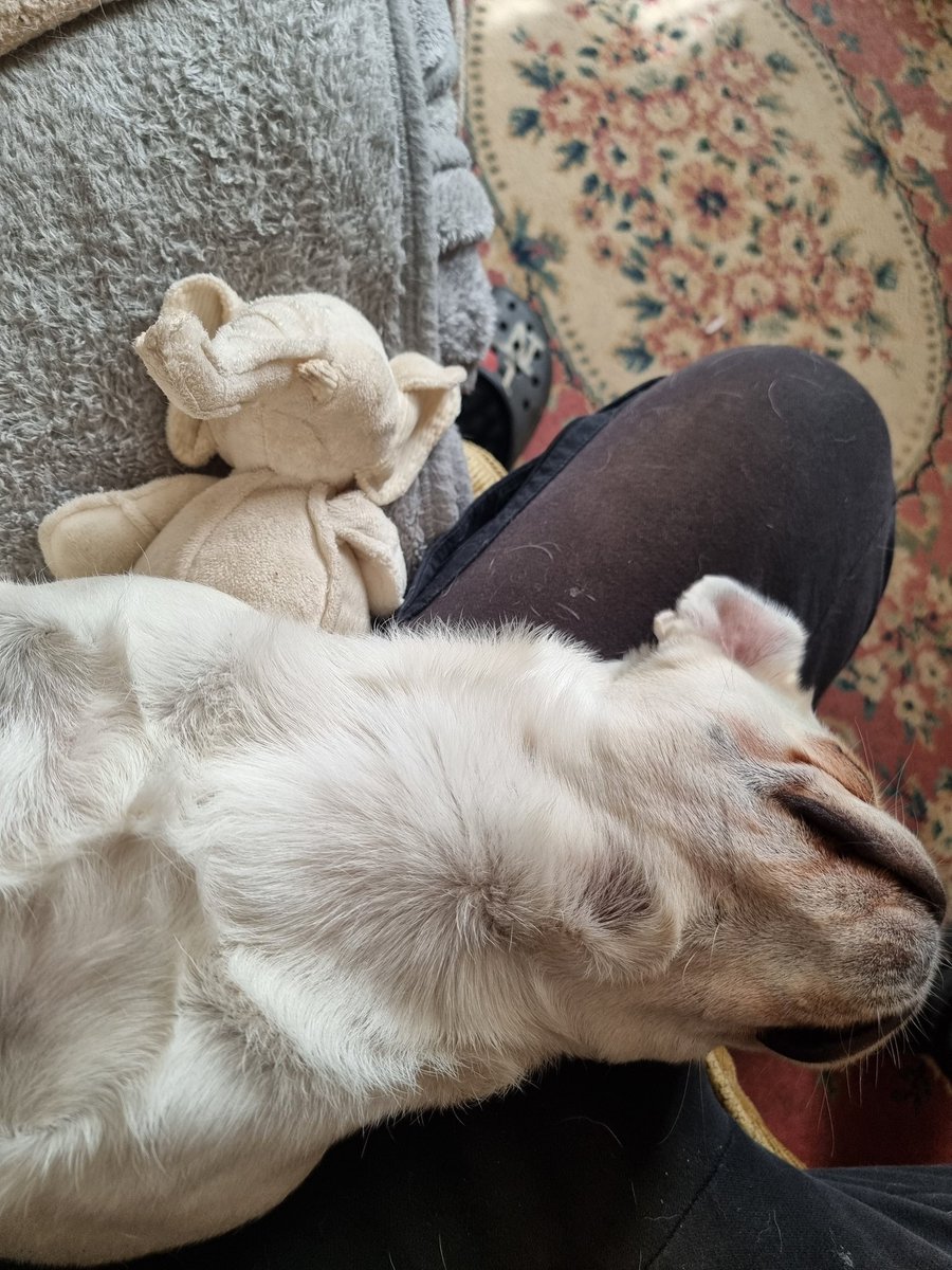familySudairi's tweet photo. Went to the market today and picked an item.#pug #whitepug #pugs #puglife
#pugsoftwitter #pugsofx #digsoftwitter #elephant https://t.co/6Lxd2sUwpa