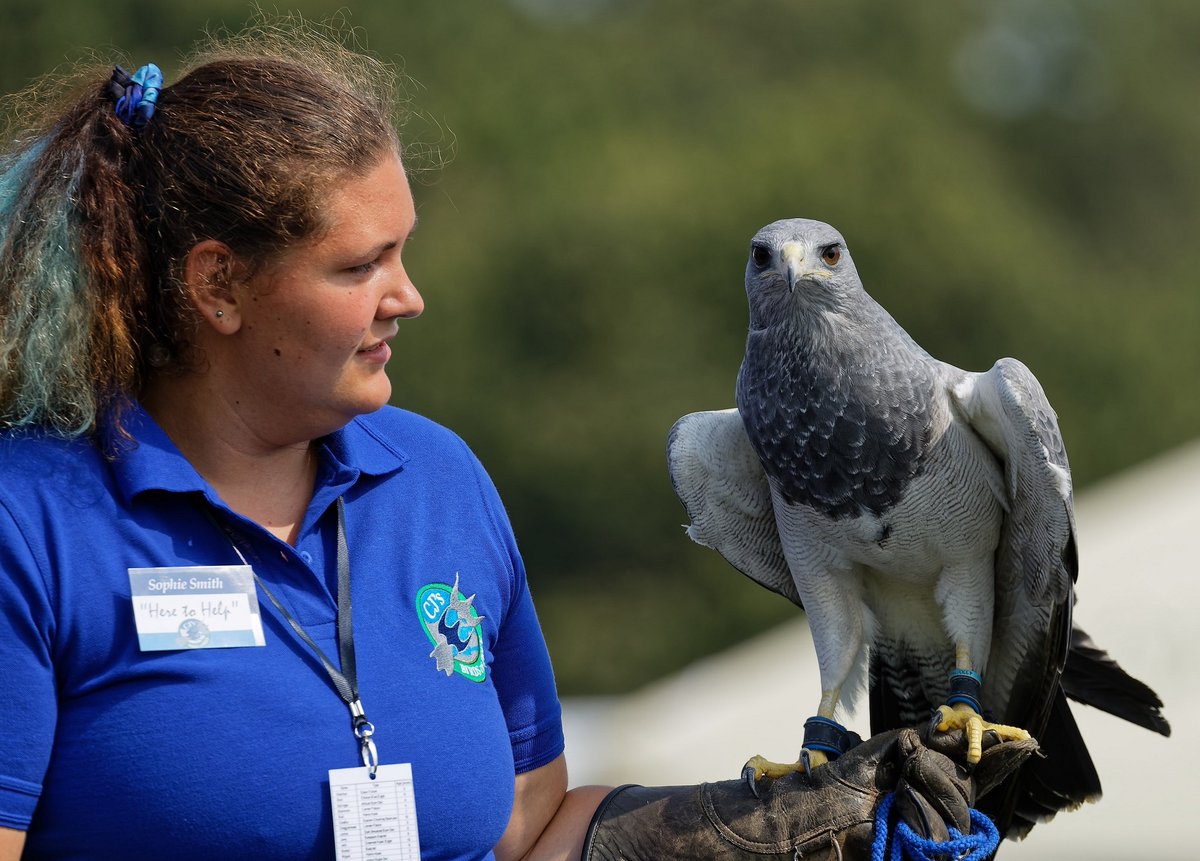 We are at <a href="/lblcountryshow/">Lambeth Country Show</a> again today! Our flying displays will be at 1.30pm &amp; 4.30pm.

See you there!

#lambethcountryshow #cjsbirdsofprey
