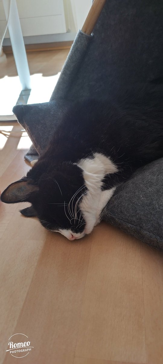 RomeoRommiePomp's tweet photo. @ScrumpoTM Have you tried snoozing....? It's Romeo's best way to spend Sunday....and any other day! 😹🐈‍⬛😽 Happy #SnoozingSunday my magnificent B&amp;W furriend! 🩶🖤🤍 https://t.co/6i9jlFdU3I