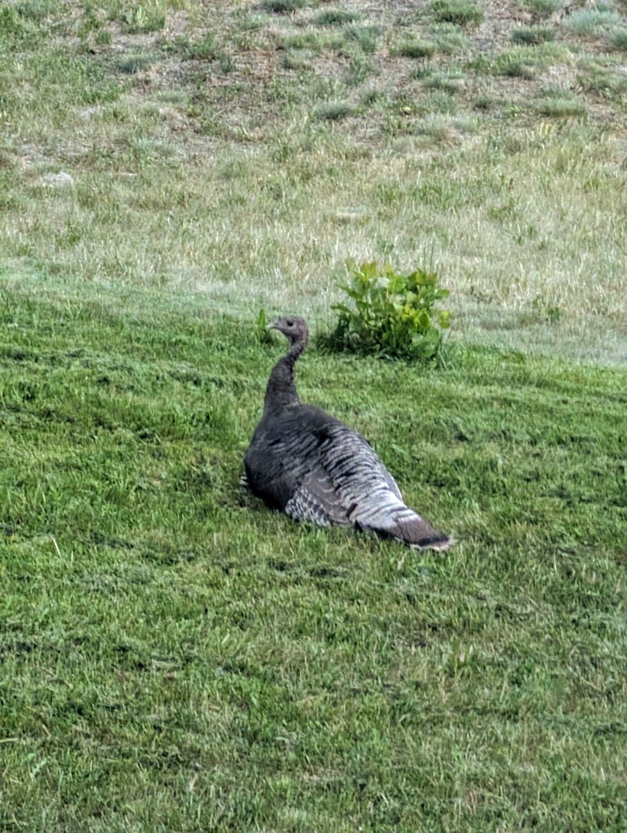 What do you see? A sole Turkey ? See the next tweet!!!!!