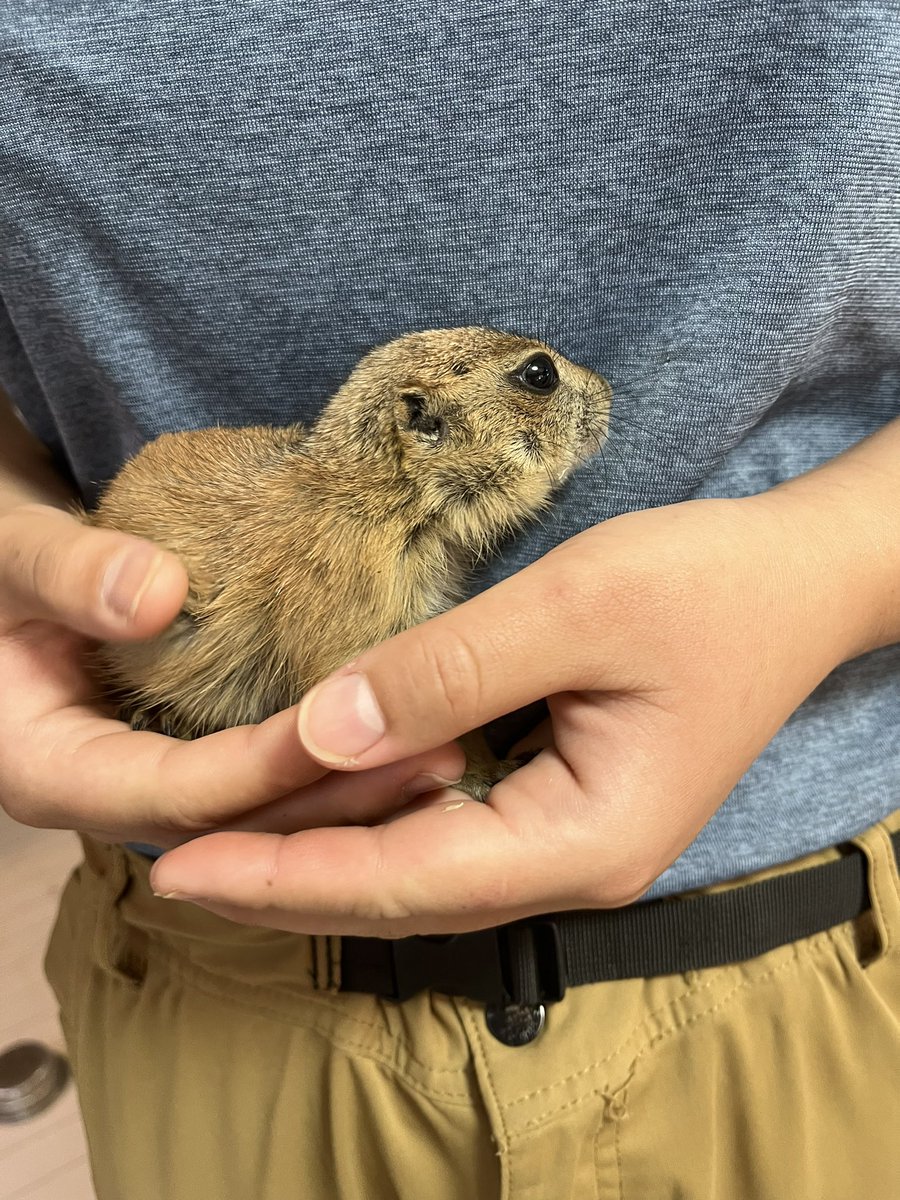 茨城県阿見町＊ふれあい動物園あにま tweet media