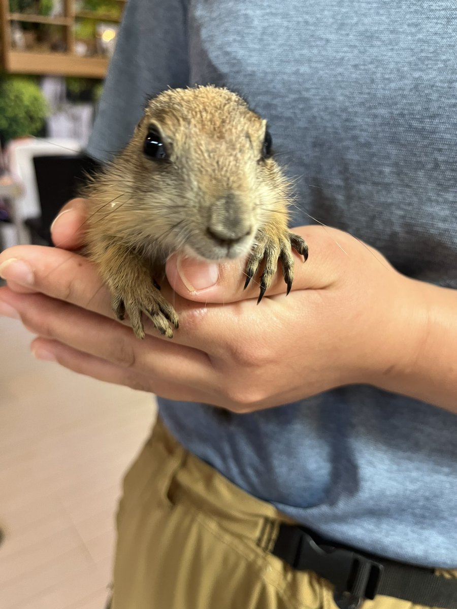 茨城県阿見町＊ふれあい動物園あにま tweet media