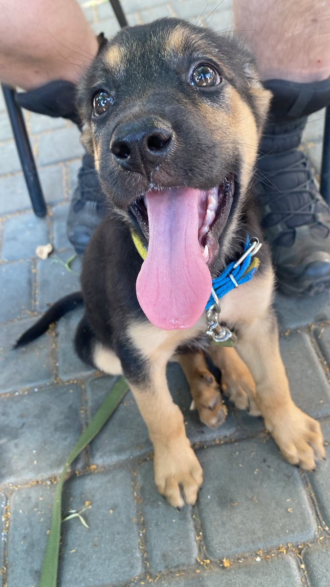 WarNoire's tweet photo. Directly from the front! 

I present you Spartan the Dog. https://t.co/8a6E78KIyH