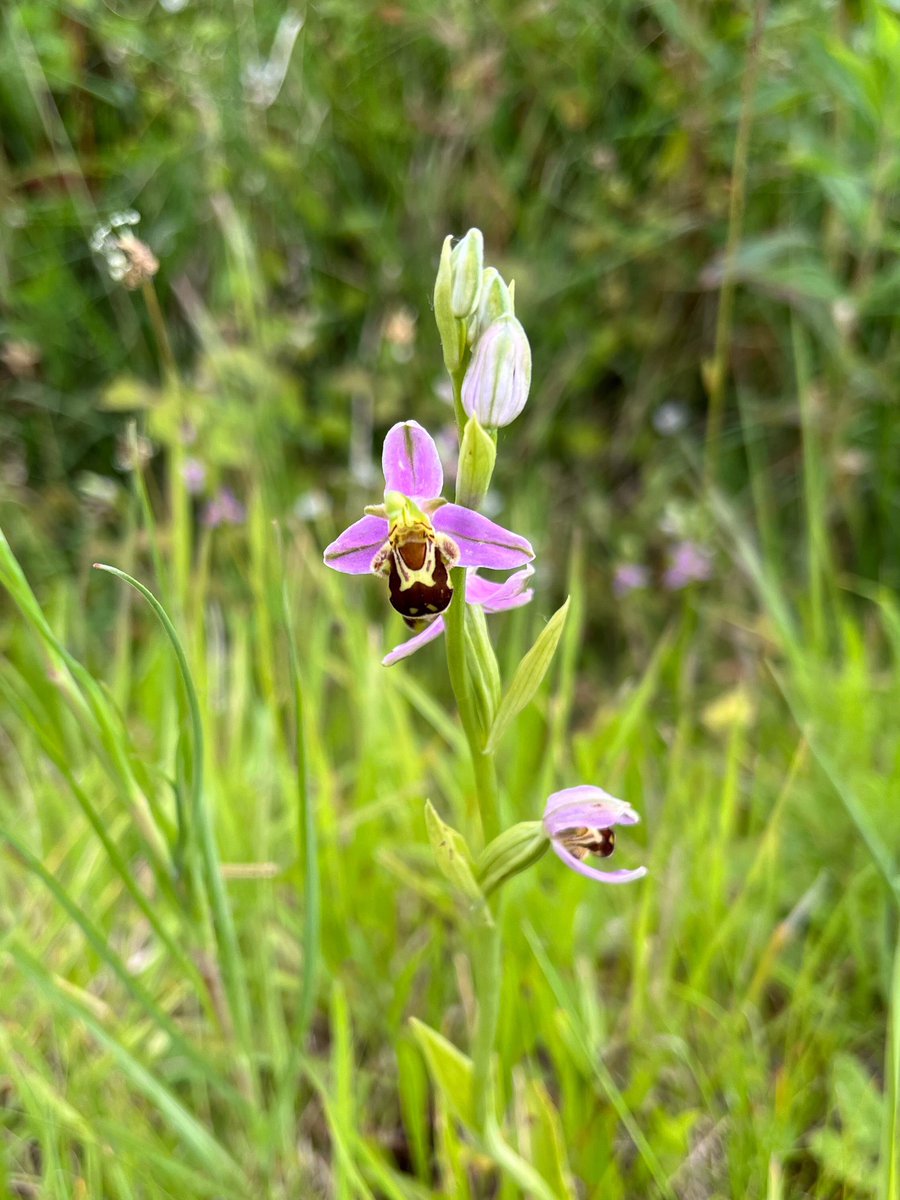 Annette Hall tweet media