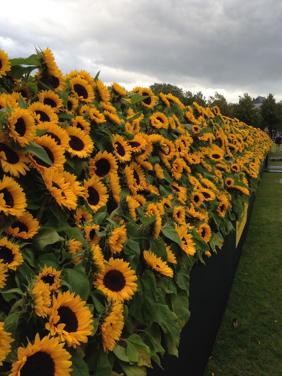 SUNFLOWER 🌻 tweet media