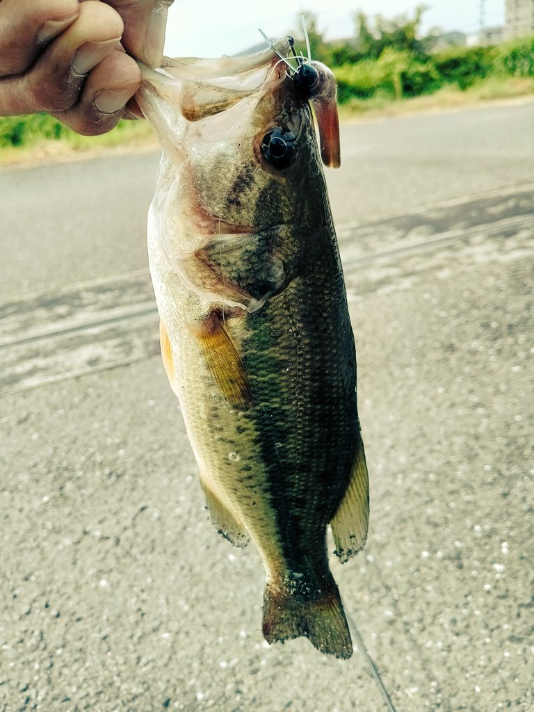tack439's tweet photo. 仕事終わってそのまま単身高知と徳島へ遠征。
ぶらぶらしたり古い友達に会えたり満喫！
山奥のダムはとんでもなく水が綺麗でした。
#高知 #徳島 #とさでん #バス釣り #バスフィッシング https://t.co/Tys3d803IS