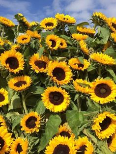 SUNFLOWER 🌻 tweet media