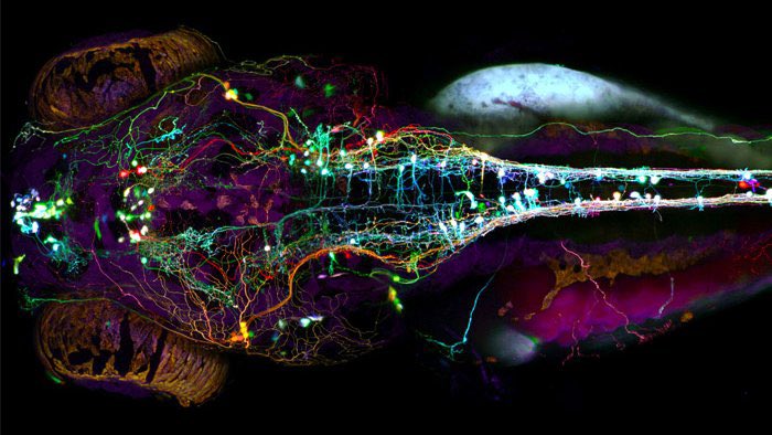 ZebrafishRock's tweet photo. Confocal image of the zebrafish nervous system. Credit to @YAlbertPan. #ZebrafishZunday https://t.co/HaRp7QDlKi