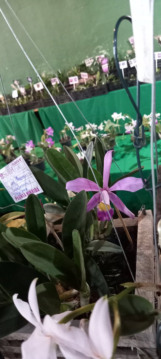 erickalbuqueoff's tweet photo. 2° Part. Participação nossa da @sobhorquideas na Exposição de Orquídeas em Vespasiano @assovmg @caob.coordenadoria 🌸😍🥰
#exposiçãodeorquideas #vespasiano #assov #sobh #orchids https://t.co/G9MfYNpBYI