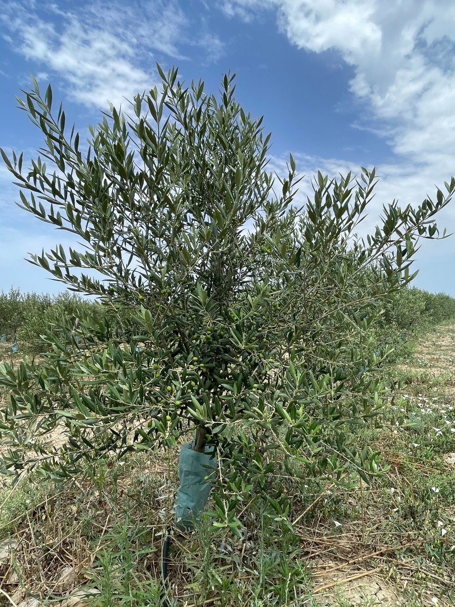 Our olive trees at the Oliveland sustainable ecological farm are thriving! 
Every day, they grow closer to maturity, producing countless olives that are pressed into high-quality oil for our community. 🌿🫒 

neftyblocks.com/collection/oli…… 
#Sustainability #Lavender #LavenderOil