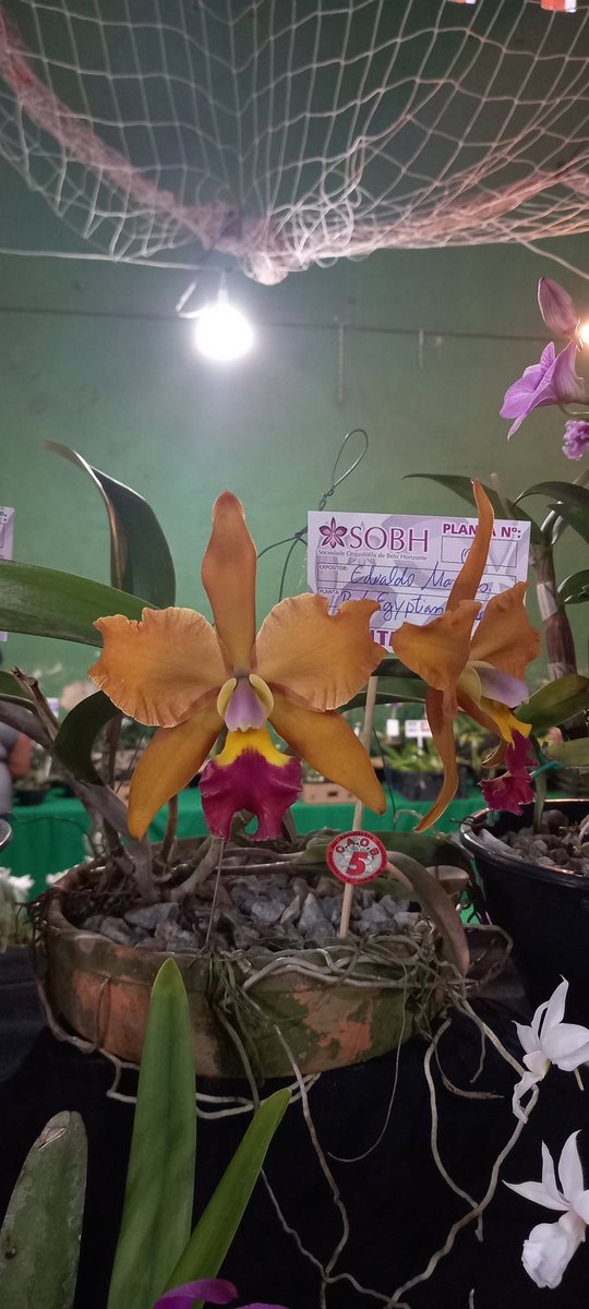 erickalbuqueoff's tweet photo. 3° Part. Participação nossa da @sobhorquideas na Exposição de Orquídeas em Vespasiano @assovmg @caob.coordenadoria 🌸😍🥰
#exposiçãodeorquideas #vespasiano #assov #sobh #orchids https://t.co/Q3bmo45KDy