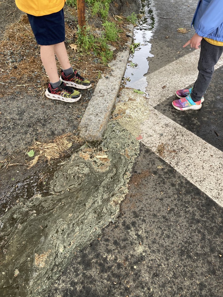 And the streets ran yellow with pollen. Mostly Quercus and Pinus.
