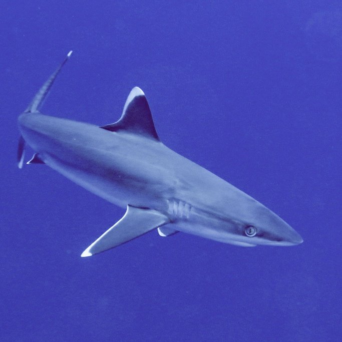 Silvertip shark 🤍