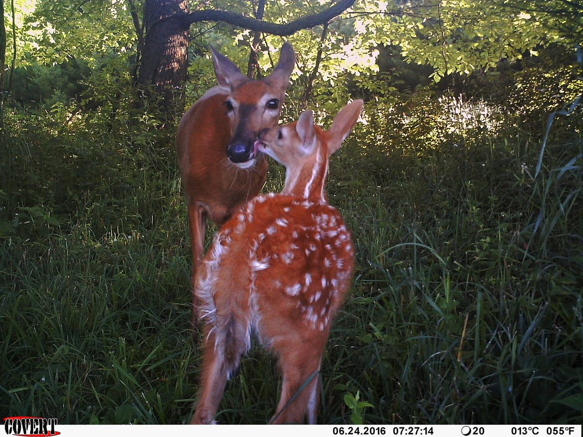 trailcam (@trail_cams) on Twitter photo 