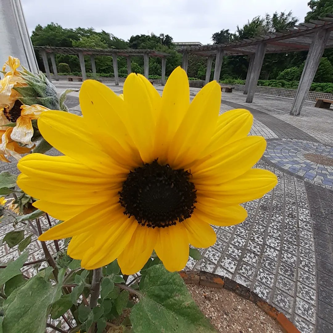 9rita_hiroshi's tweet photo. 朝散歩 #フラワーパーク #紫陽花 が綺麗に咲いていました
その後、 #市民相談 で地域の方の所へ現場確認
昼は #美里町 へ
先日、オープンした #ダイニングカフェ
m'sdining(#エムズダイニング)さんへ
ここは #天然芝のドッグラン を併設し一緒に食事が出来るカフェ
美味しくランチを頂きました😆❗ https://t.co/ACVSFlegBS