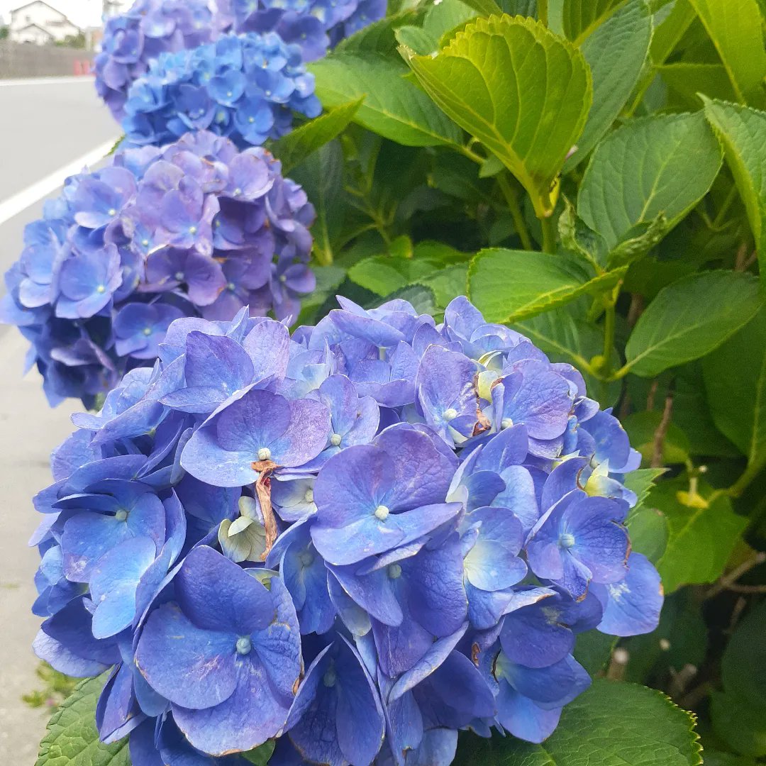 9rita_hiroshi's tweet photo. 朝散歩 #フラワーパーク #紫陽花 が綺麗に咲いていました
その後、 #市民相談 で地域の方の所へ現場確認
昼は #美里町 へ
先日、オープンした #ダイニングカフェ
m'sdining(#エムズダイニング)さんへ
ここは #天然芝のドッグラン を併設し一緒に食事が出来るカフェ
美味しくランチを頂きました😆❗ https://t.co/ACVSFlegBS