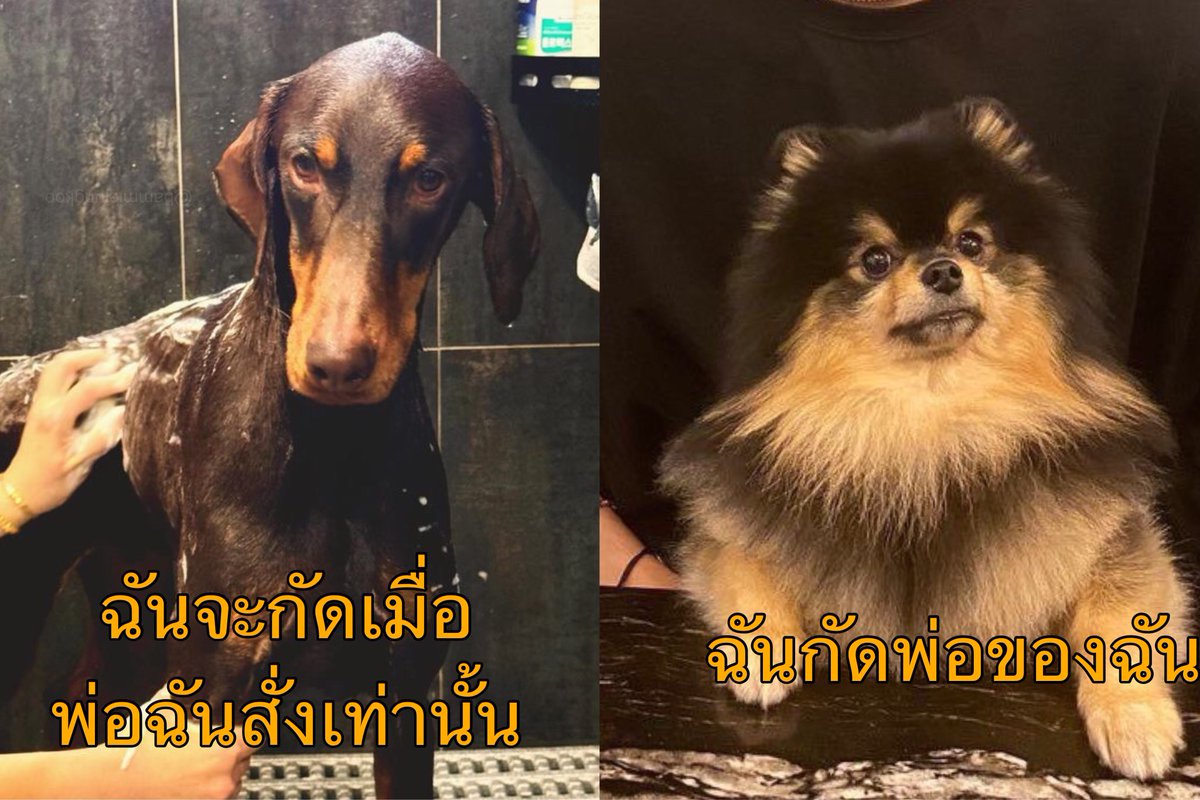 ชาจ๋อง tweet media