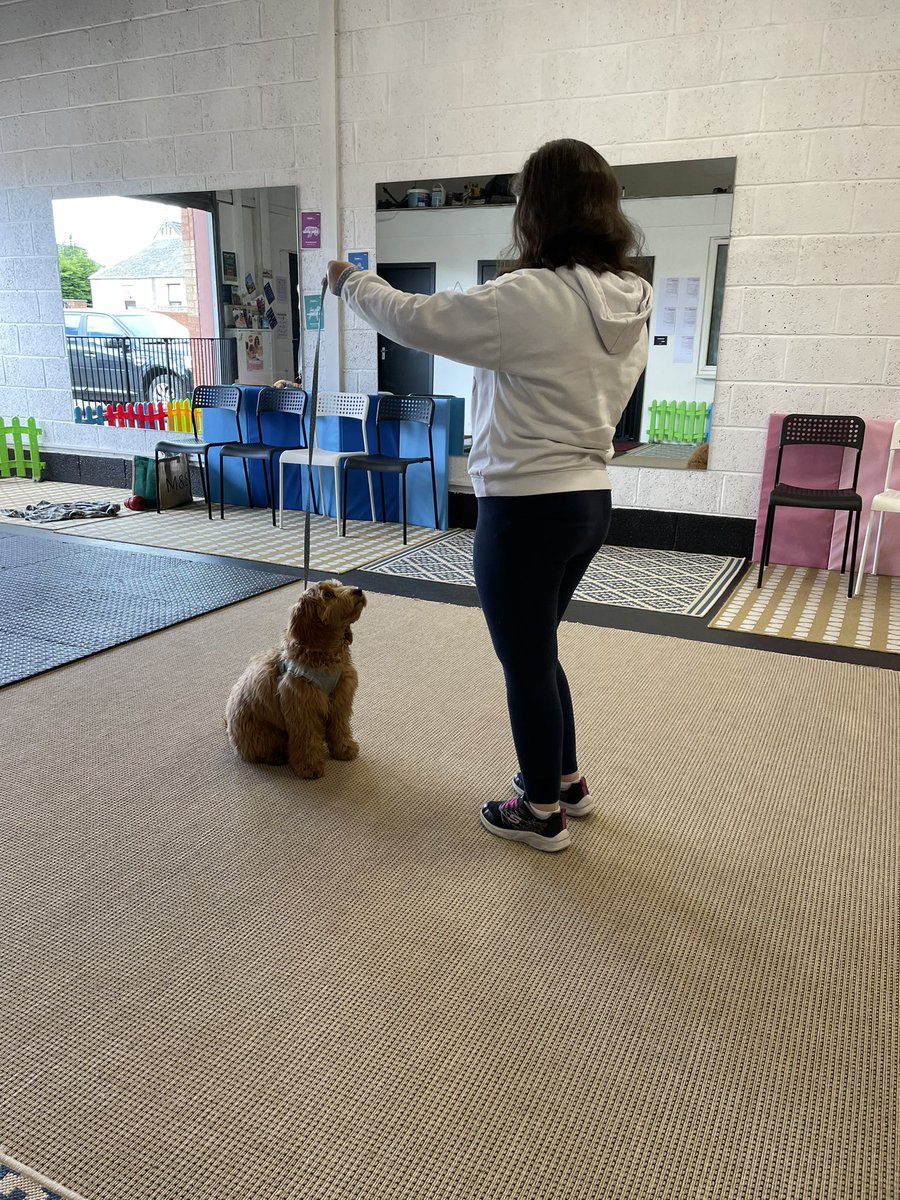 E and cookie completed level 1 junior puppy training today <a href="/MrsMcDavidVPS/">MrsMcDavid</a> <a href="/VictoriaPrimSch/">Victoria Primary</a>