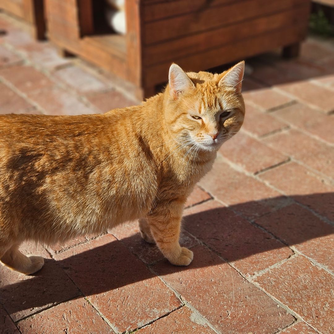 Calm and collected, I am one of the rare few. I came to Tears with my litter of two. My favourite things to do is cuddle and lounge. I enjoy a good scratch sometimes too.

To adopt Bastine: tears.org.za/cats/?mgi_29=6…
