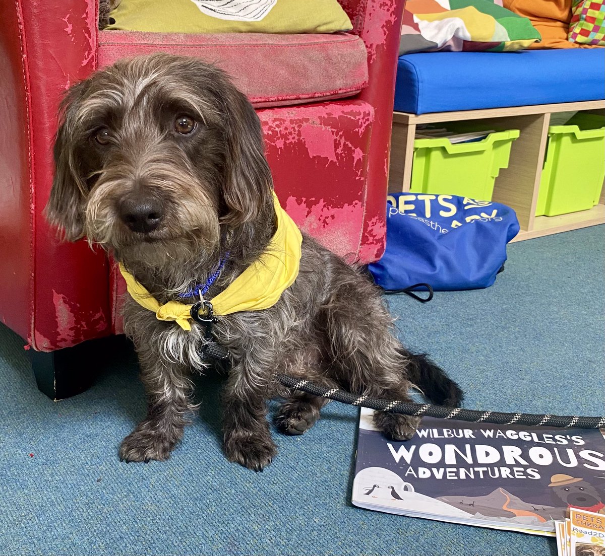 percythepatdog1's tweet photo. A Lovely afternoon visit to the library to see our reading friends. There were Strokes, cuddles , brushing and chats about the half term break.. Wilbur was all Ears! @Penwortham212 @PetsAsTherapyUK #read2dogs #patdog #VolunteersWeek2024 #enrichinglives #humananimalbond #tooting https://t.co/xpImRW4vPX