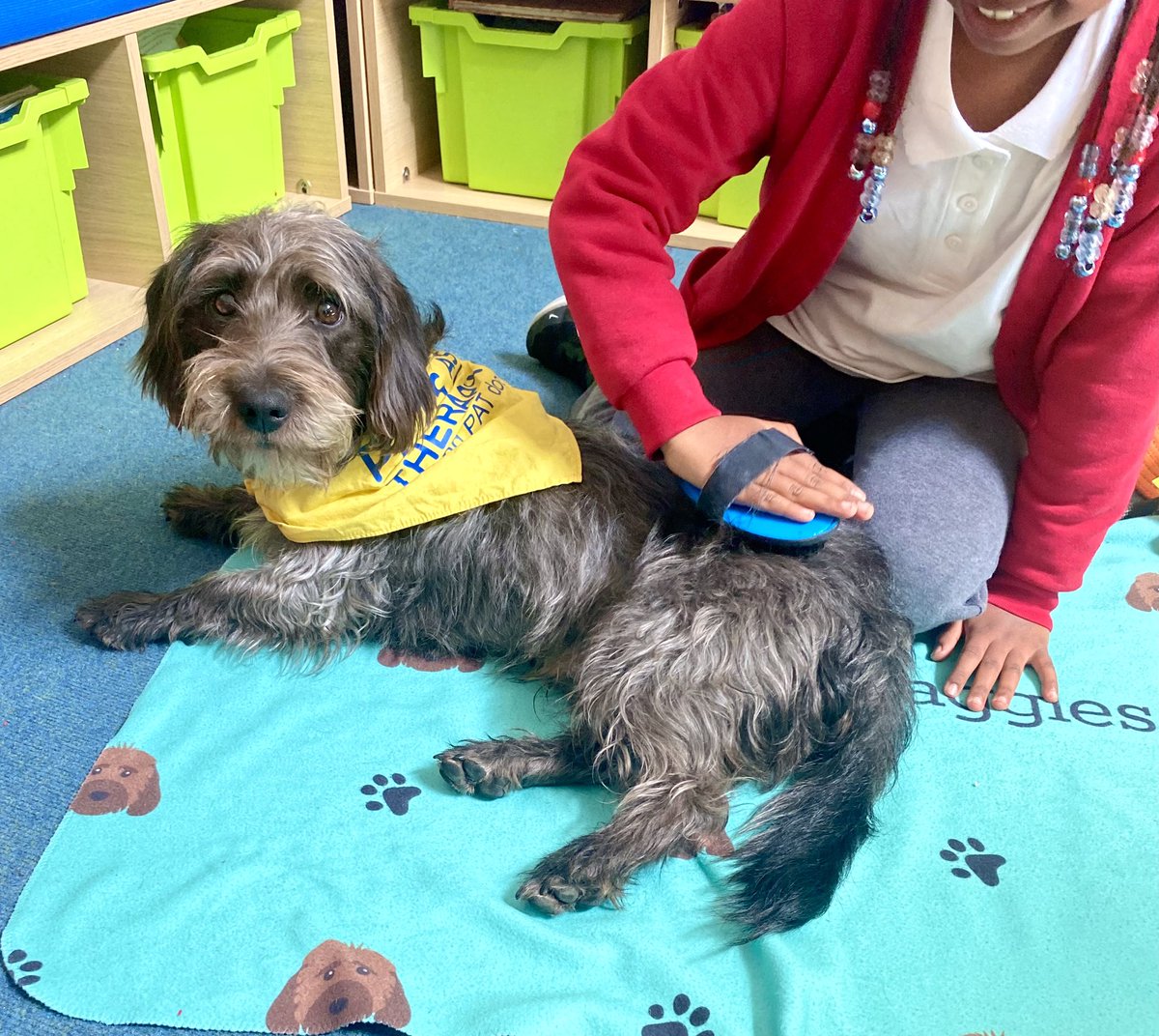 percythepatdog1's tweet photo. A Lovely afternoon visit to the library to see our reading friends. There were Strokes, cuddles , brushing and chats about the half term break.. Wilbur was all Ears! @Penwortham212 @PetsAsTherapyUK #read2dogs #patdog #VolunteersWeek2024 #enrichinglives #humananimalbond #tooting https://t.co/xpImRW4vPX